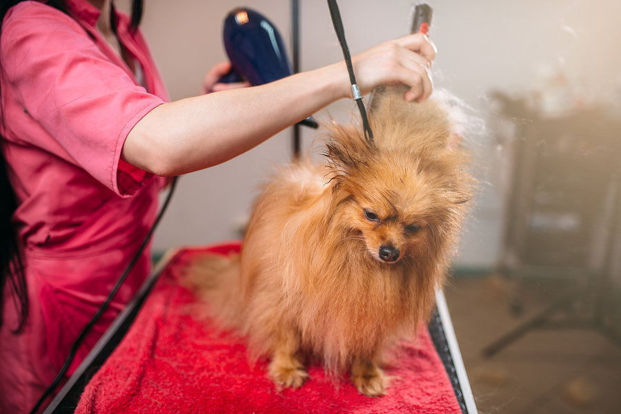 pet groomers that come to your house